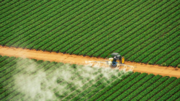 Best Termite Control Services  in New Brockton, AL