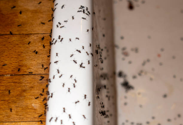 Best Pest Prevention Services  in New Brockton, AL