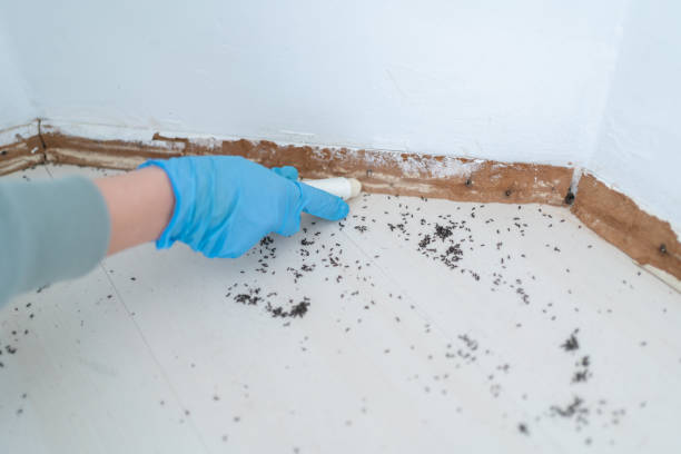 Best Bed Bug Extermination  in New Brockton, AL